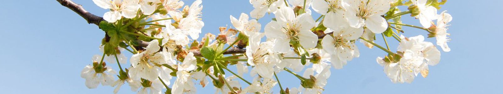 Obstblüten an einem Ast © Dienstleistungszentren Ländlicher Raum